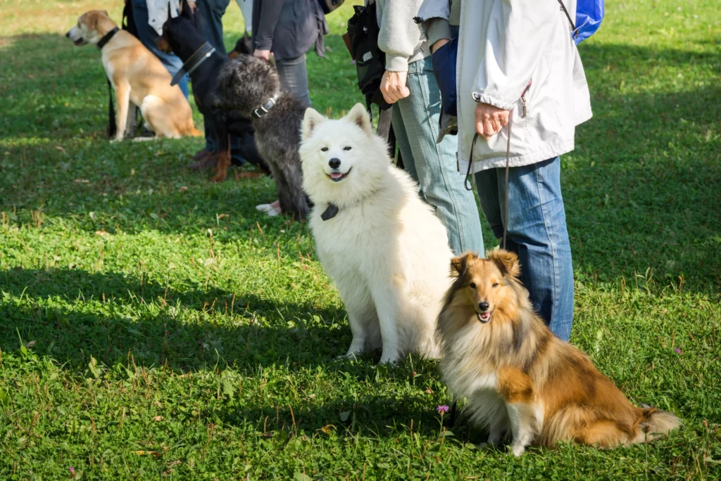 Dog owners and leashed dogs standing outside at an obedience training class.