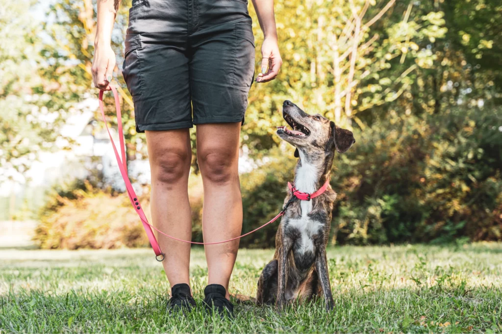 Dog on a leash looks up at a dog trainer