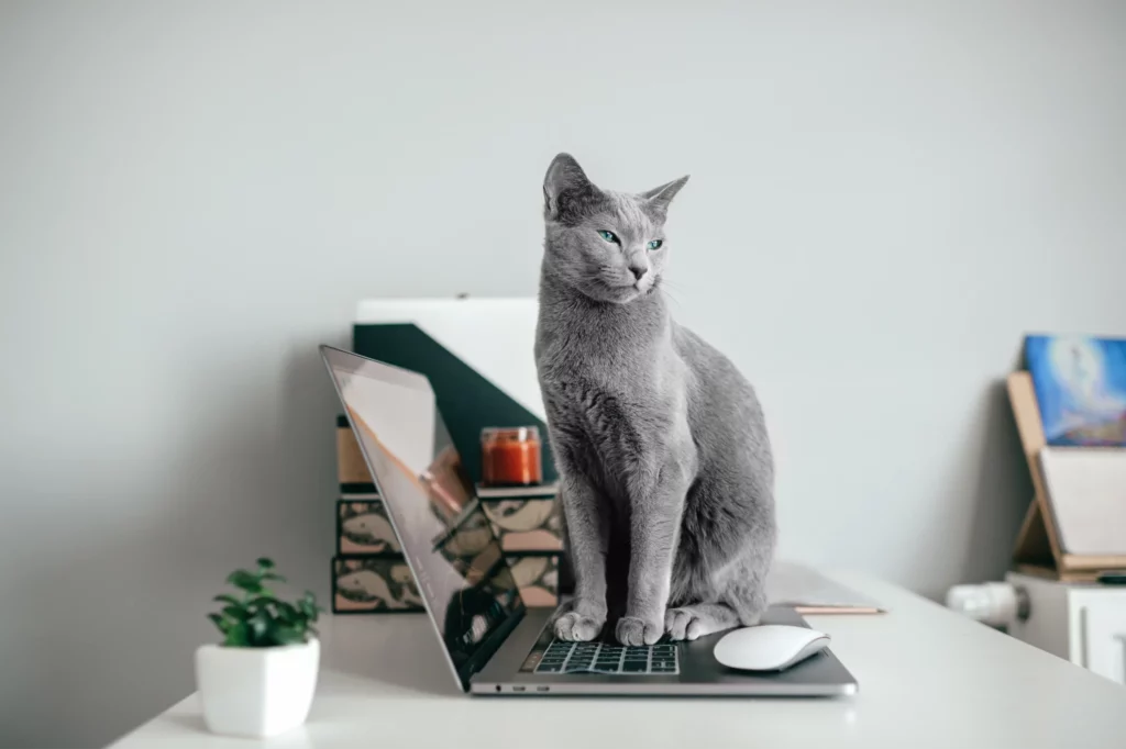 Prussian blue cat sits on an open laptop keyboard