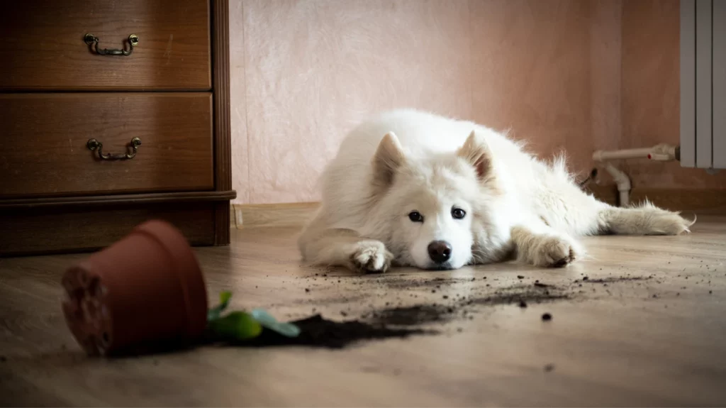 Guilty dog lays on ground looking at a knocked-over flower pot.