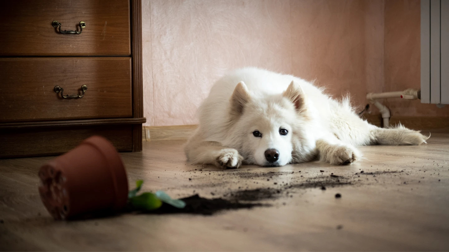 Guilty dog lays on ground looking at a knocked-over flower pot.