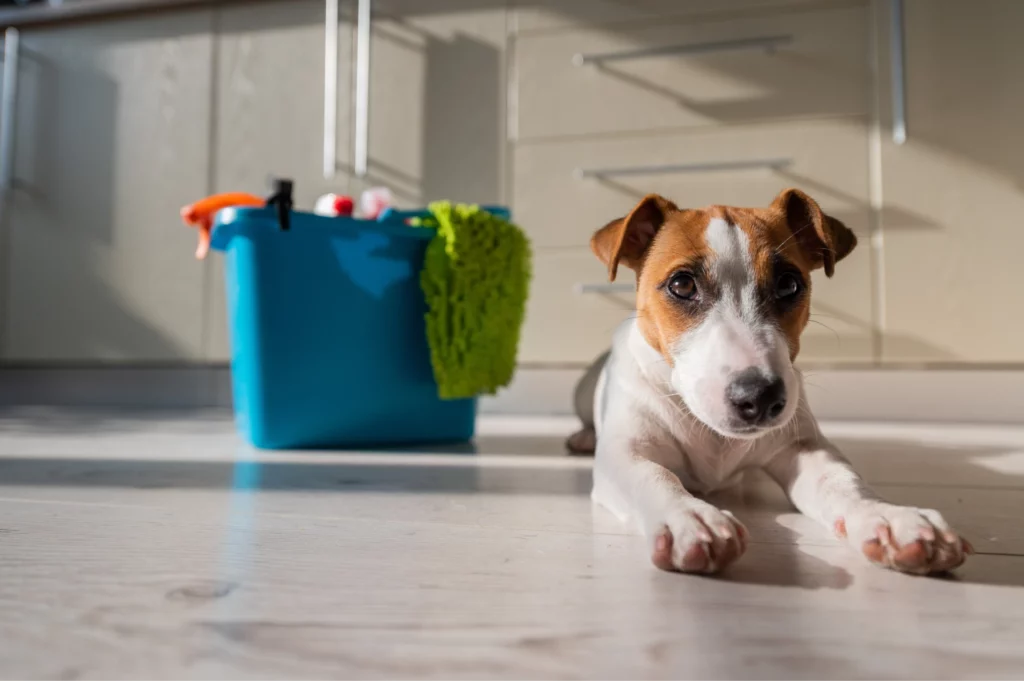 Dog on the floor looking sad next to cleaning products