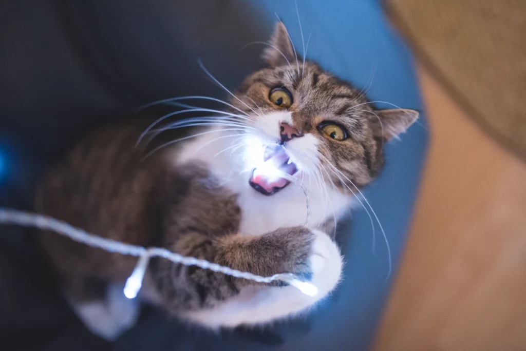 Cat wrapped in twinkle lights and biting down on a glowing bulb