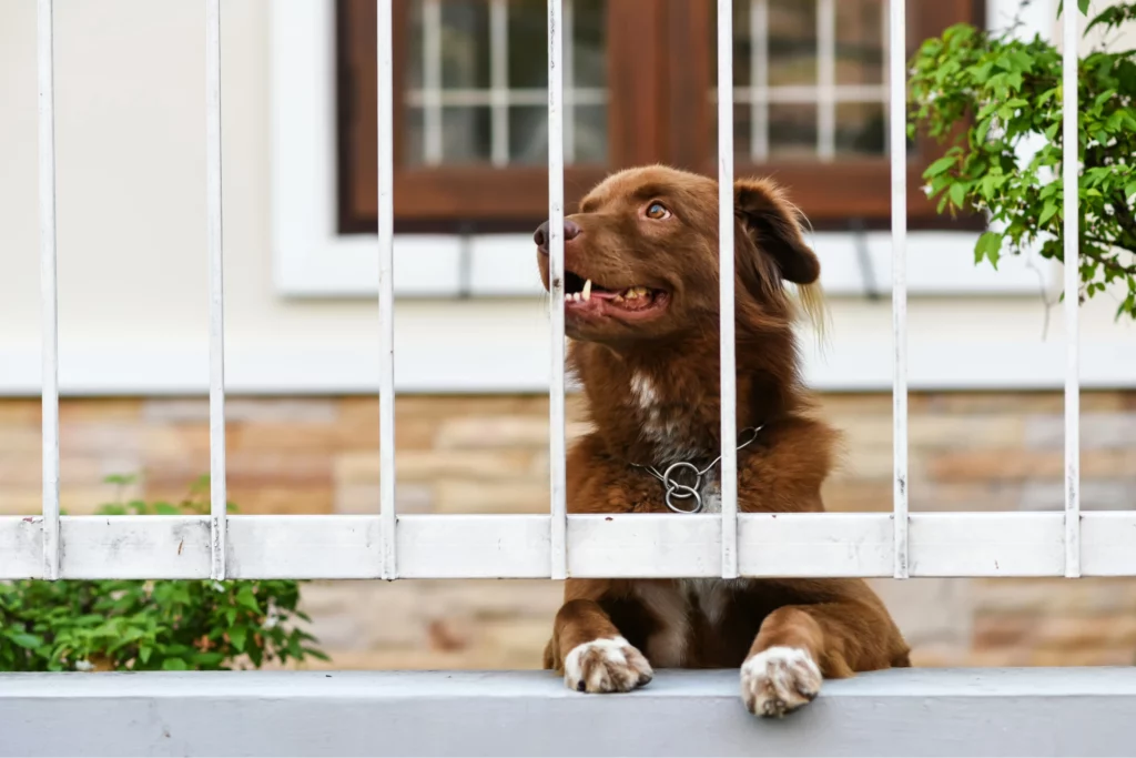 A brown dog looks through a fence in a fenced-in backyard.