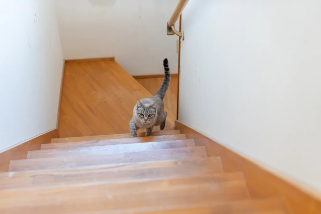 Cat climbing up a wooden staircase toward the viewer