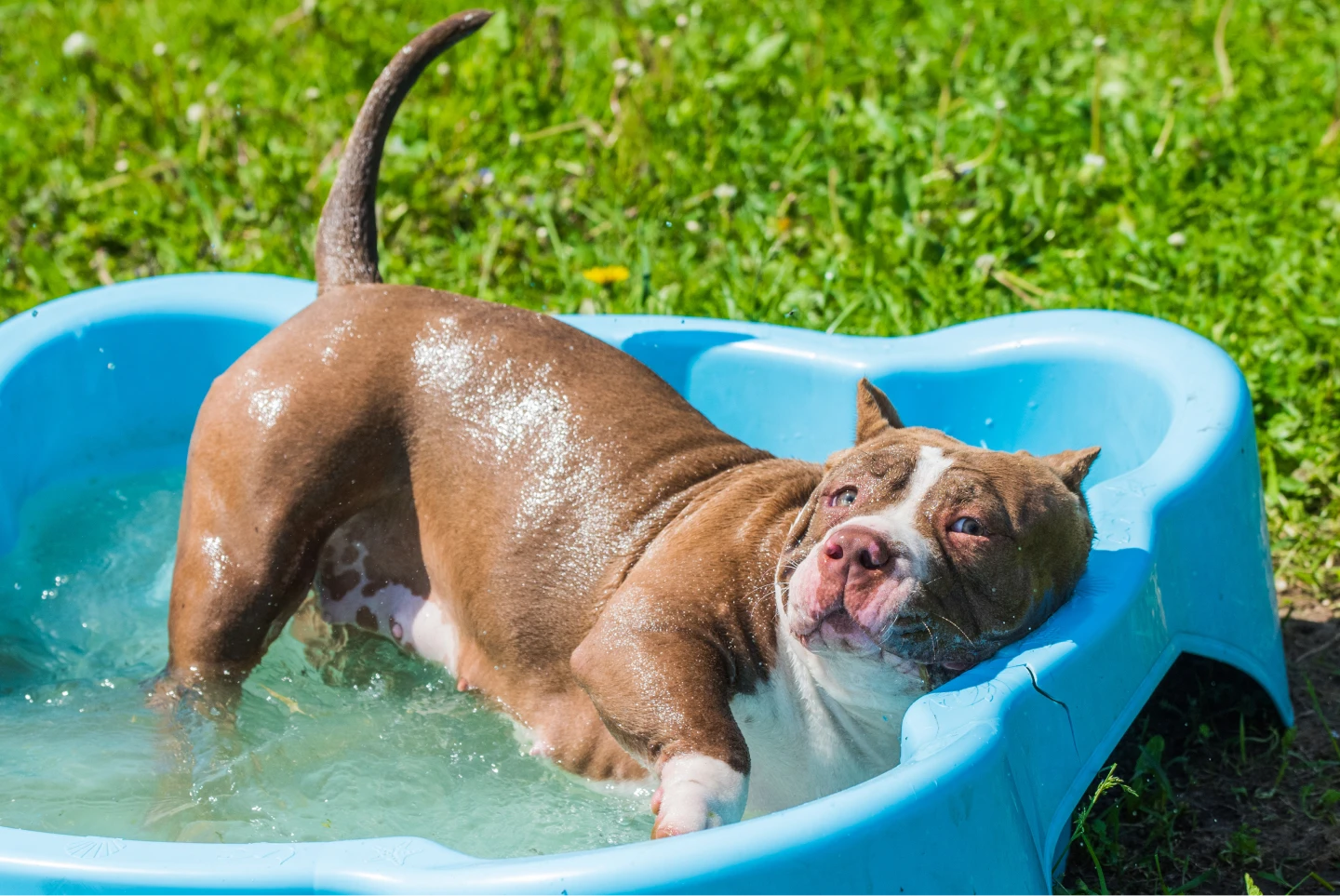 Pitbull plays in a kiddie pool outdoors during the summer.