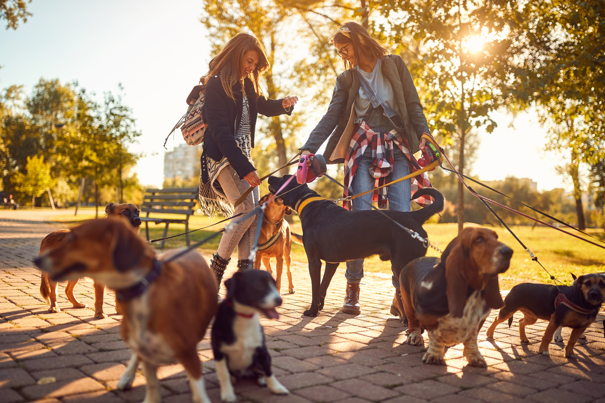Woman surrounded by dogs on leashes as they walk though the park on a sunny morning