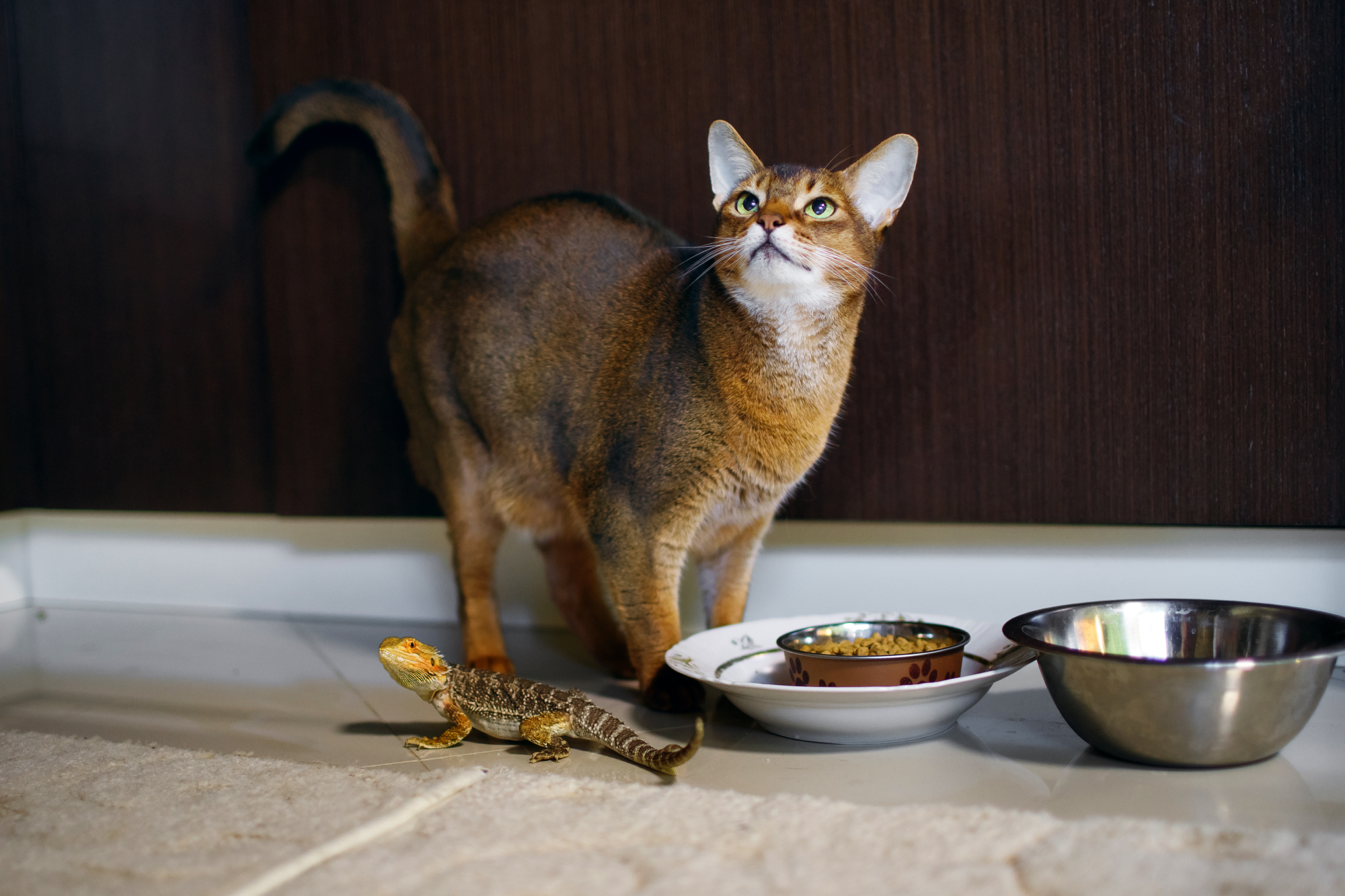 Cat and lizard by food and water bowls staring up longingly