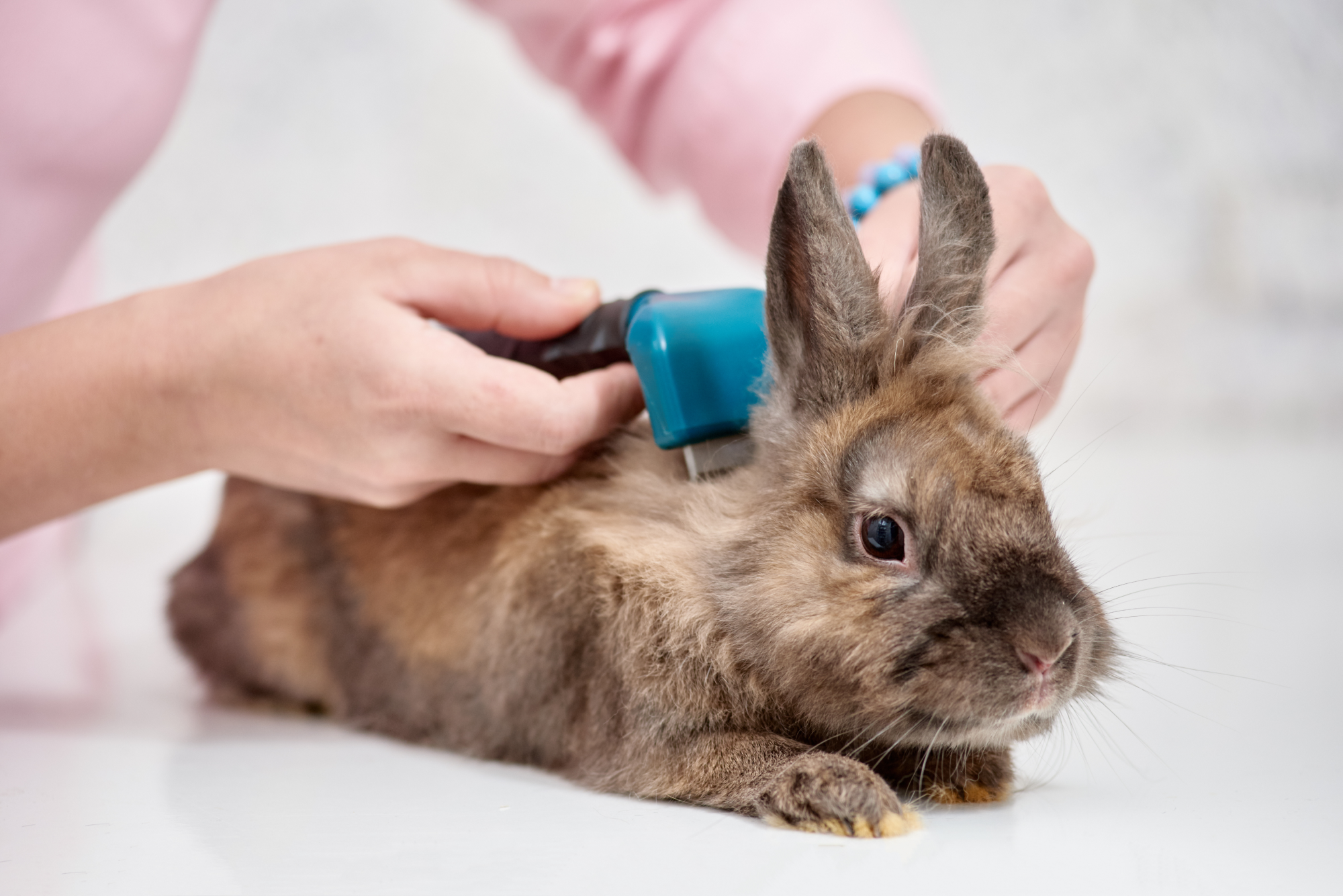 A bunny on a grooming table getting combed by professional hands