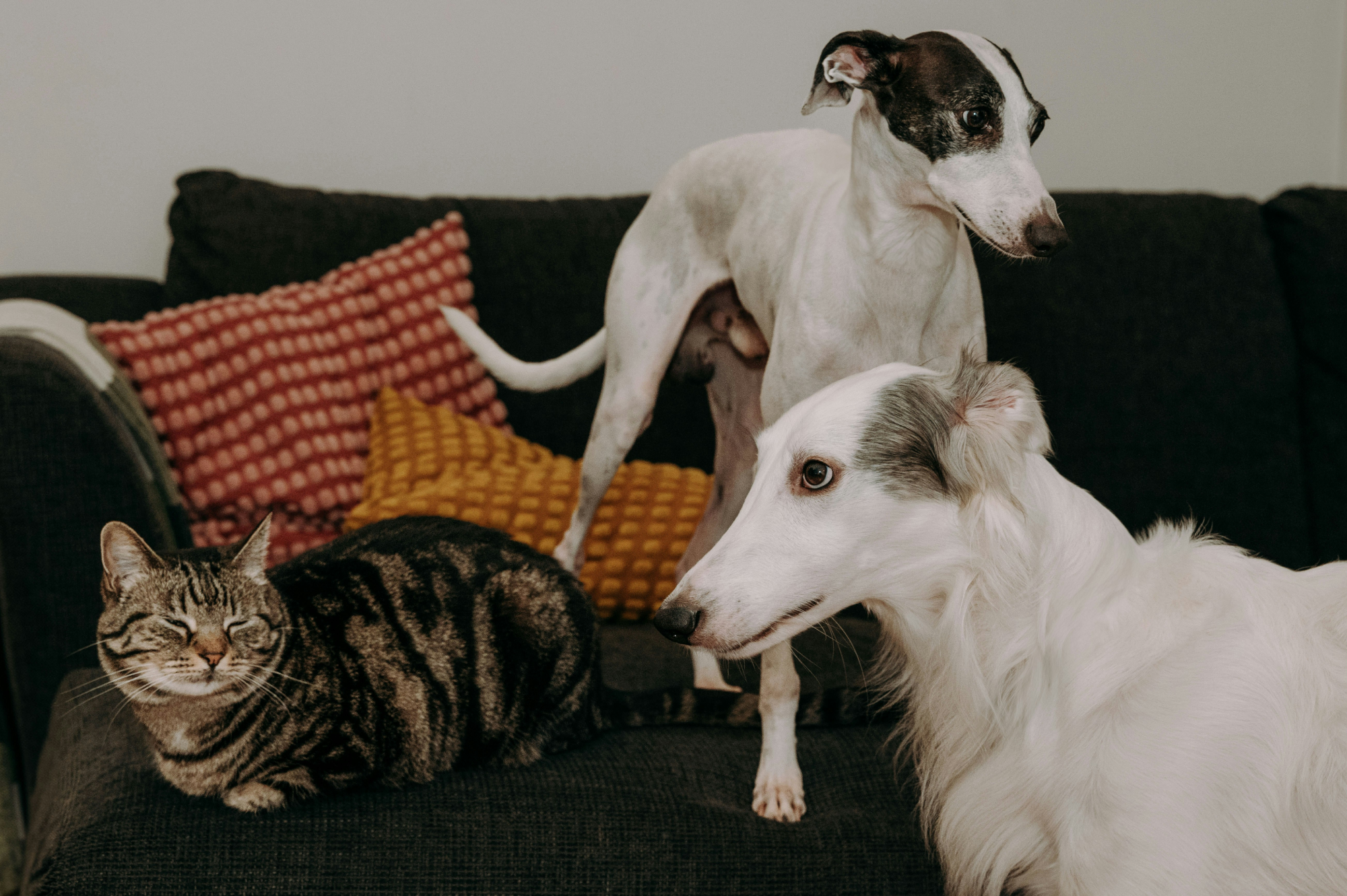 Cat sitting on the couch with two dogs hanging out with it