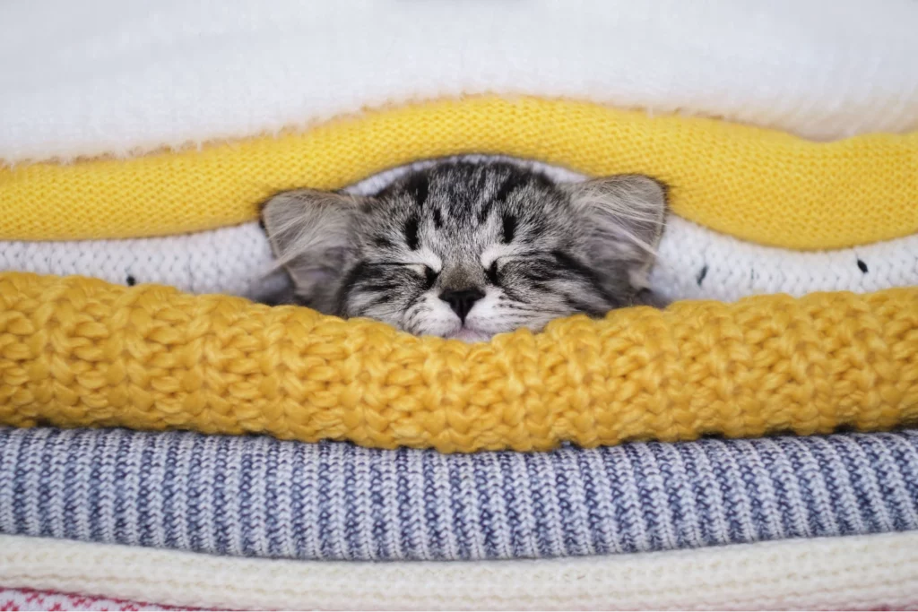 Gray kitten sleeping between stacked yellow and white sweaters, concept of autumn self care