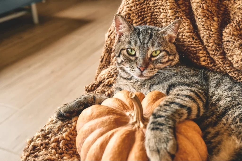 A gray tabby cat cuddles cozily with a knitted blanket and a pumpkin indoors.