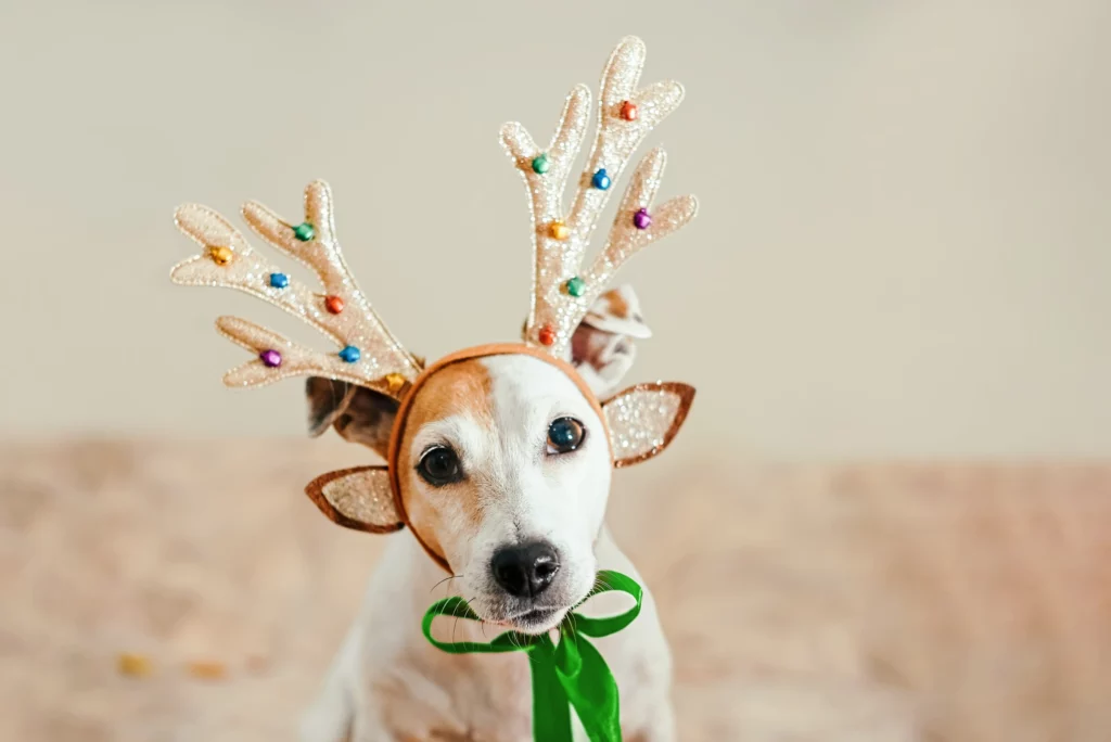 Dog with a soulful expression wearing a holiday reindeer antlers headband