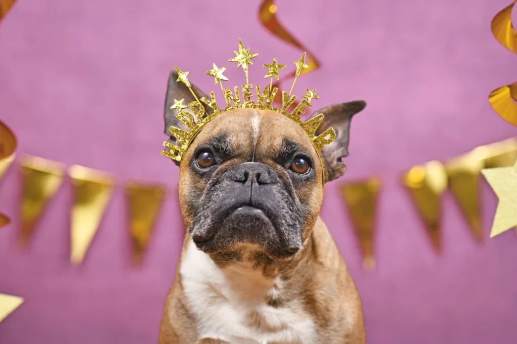 French bulldog with New Years headband